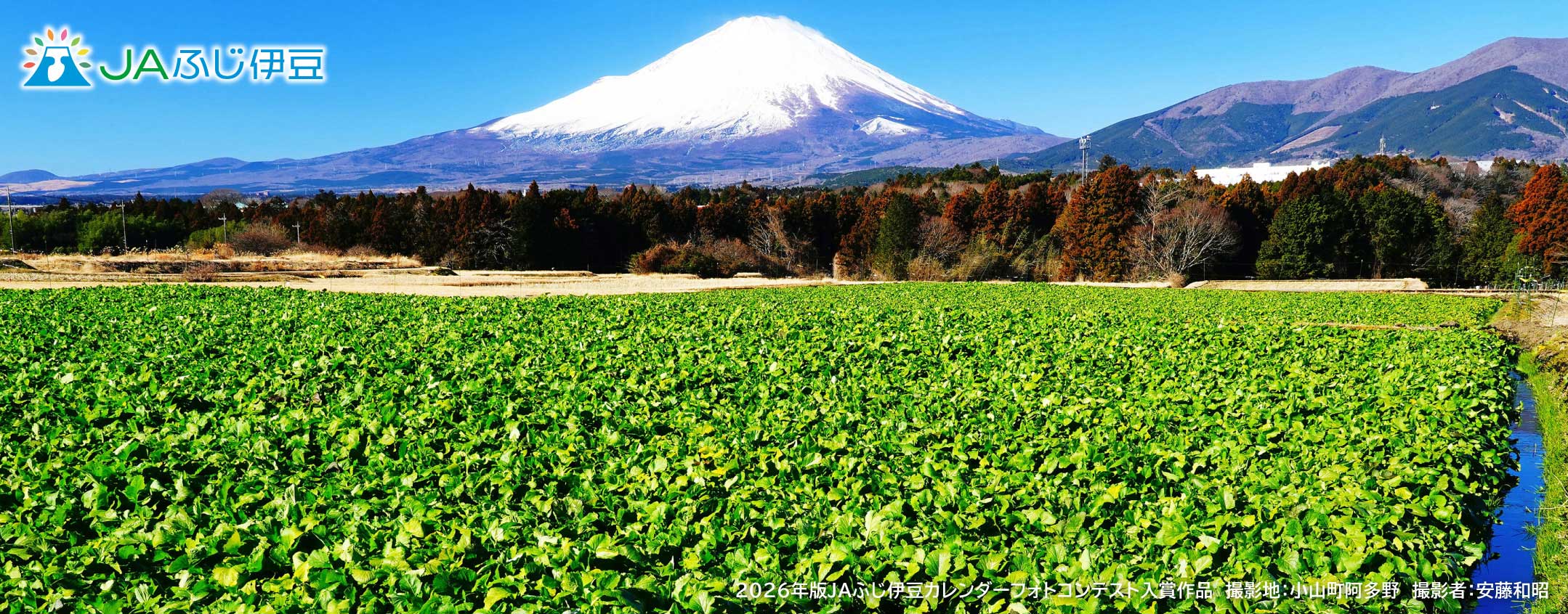 2026年版JAふじ伊豆カレンダーフォトコンテスト入賞作品_2月