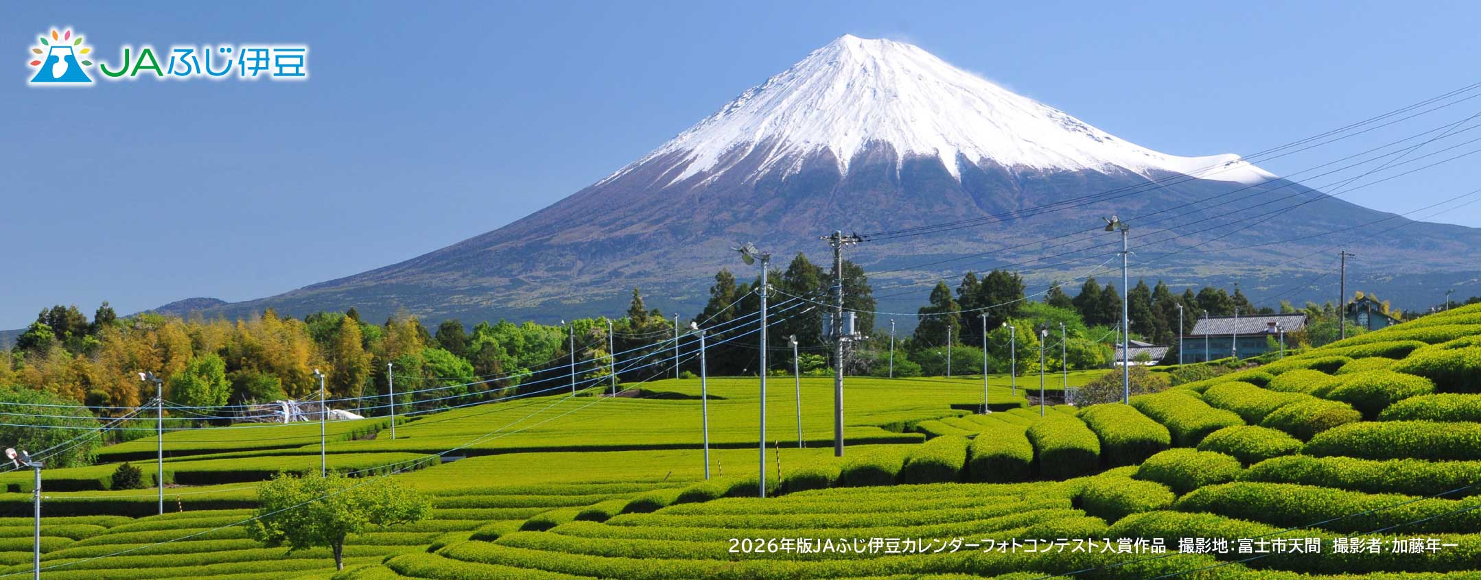 2026年版JAふじ伊豆カレンダーフォトコンテスト入賞作品_5月
