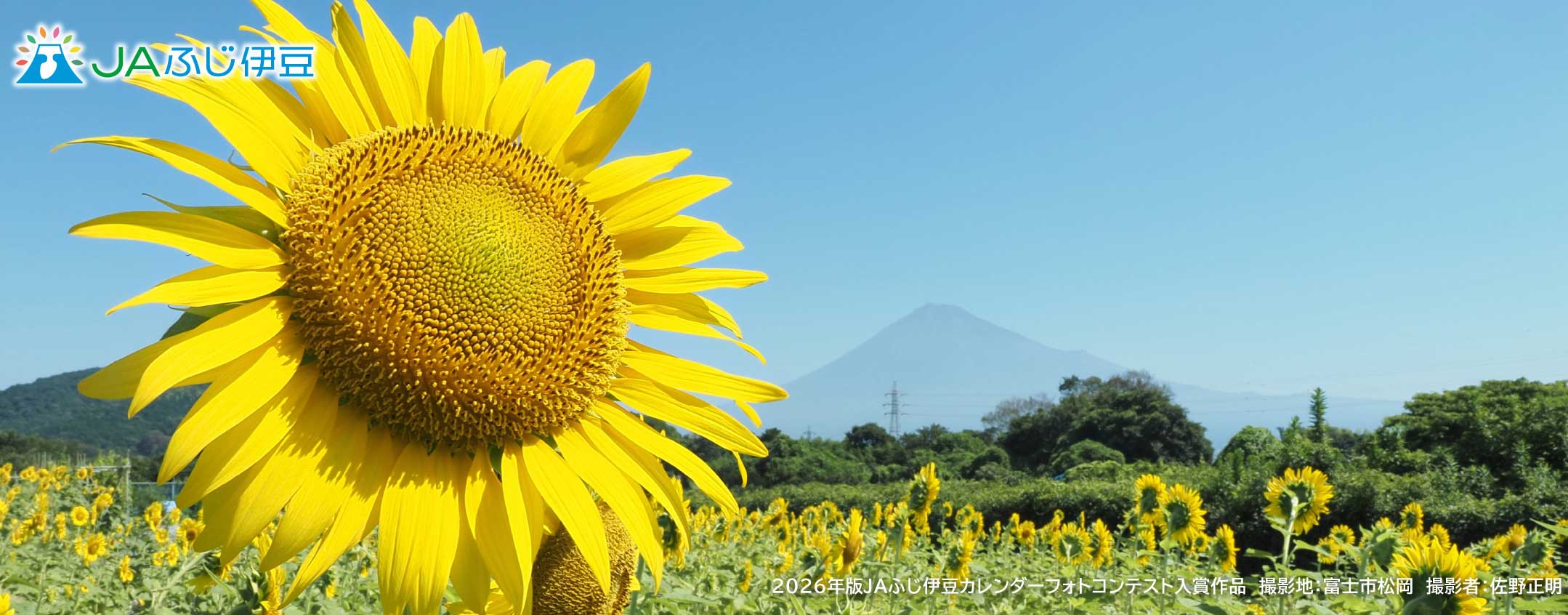 2026年版JAふじ伊豆カレンダーフォトコンテスト入賞作品_8月