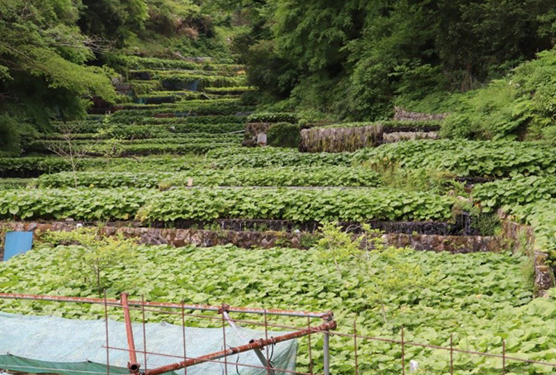 畳石式ワサビ田