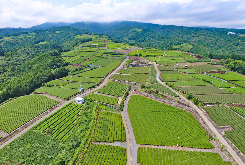 沼津市　茶産地