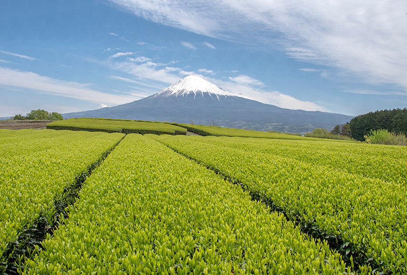 茶_富士宮のお茶