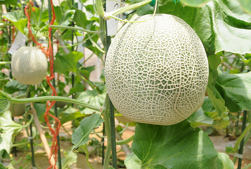 その他果物_長泉メロン