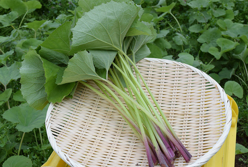 葉茎菜_伊豆太陽野ぶき