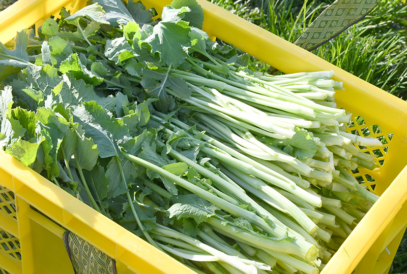 葉茎菜_白糸の水かけ菜