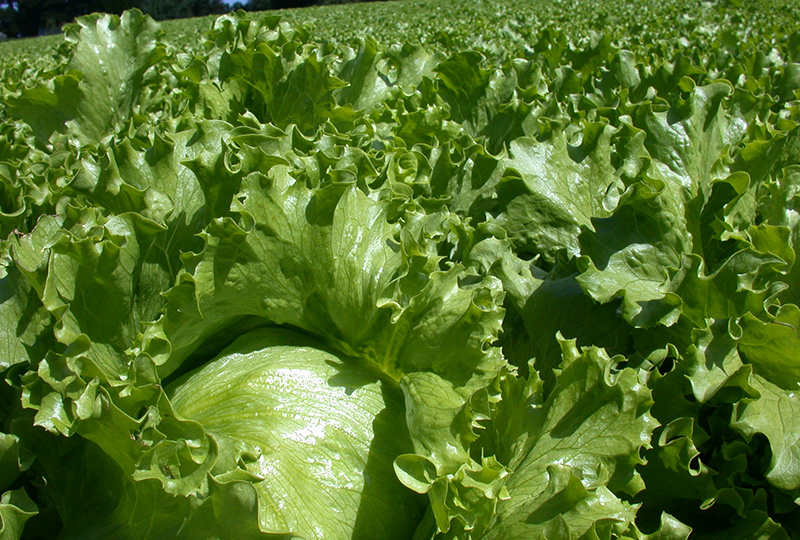 葉茎菜_箱根西麓三島野菜レタス