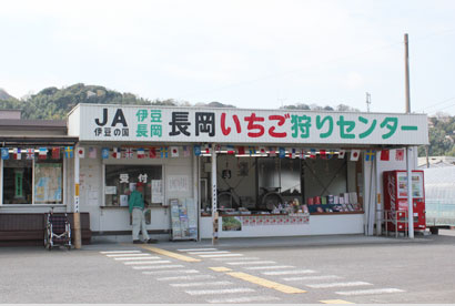 伊豆長岡いちご狩り