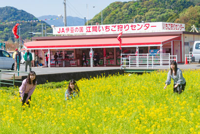 江間いちご狩り