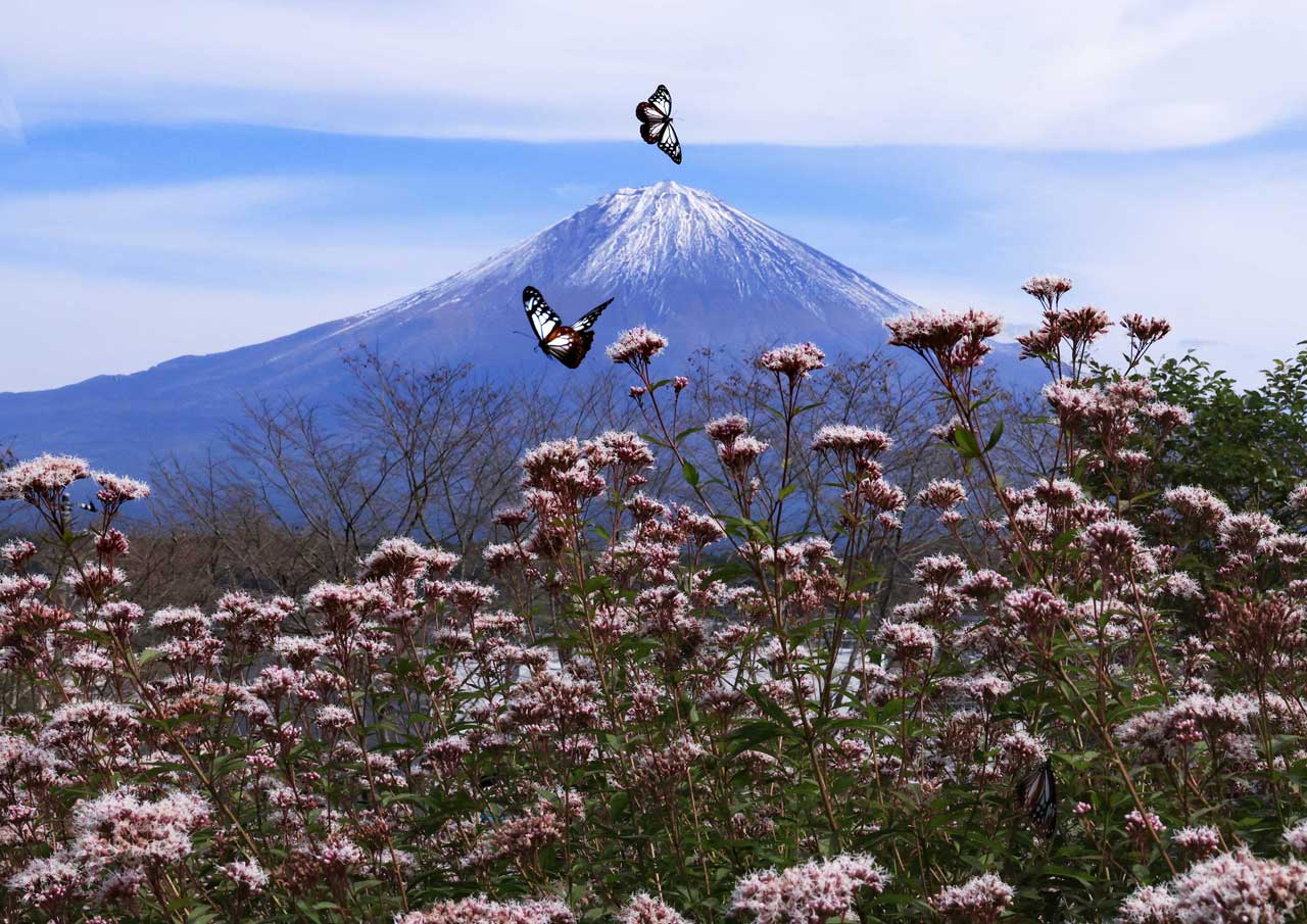 10月-富士に舞う