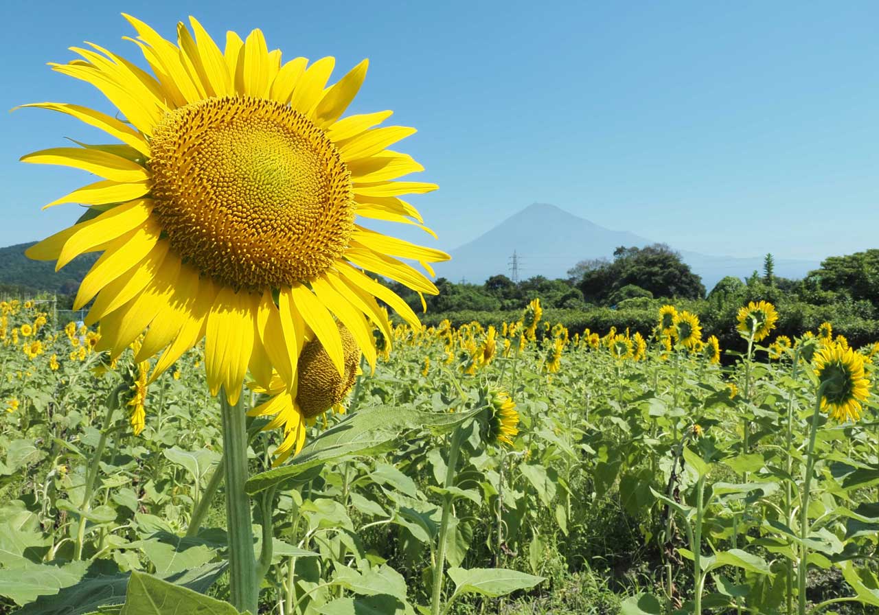 8月-夏の太陽