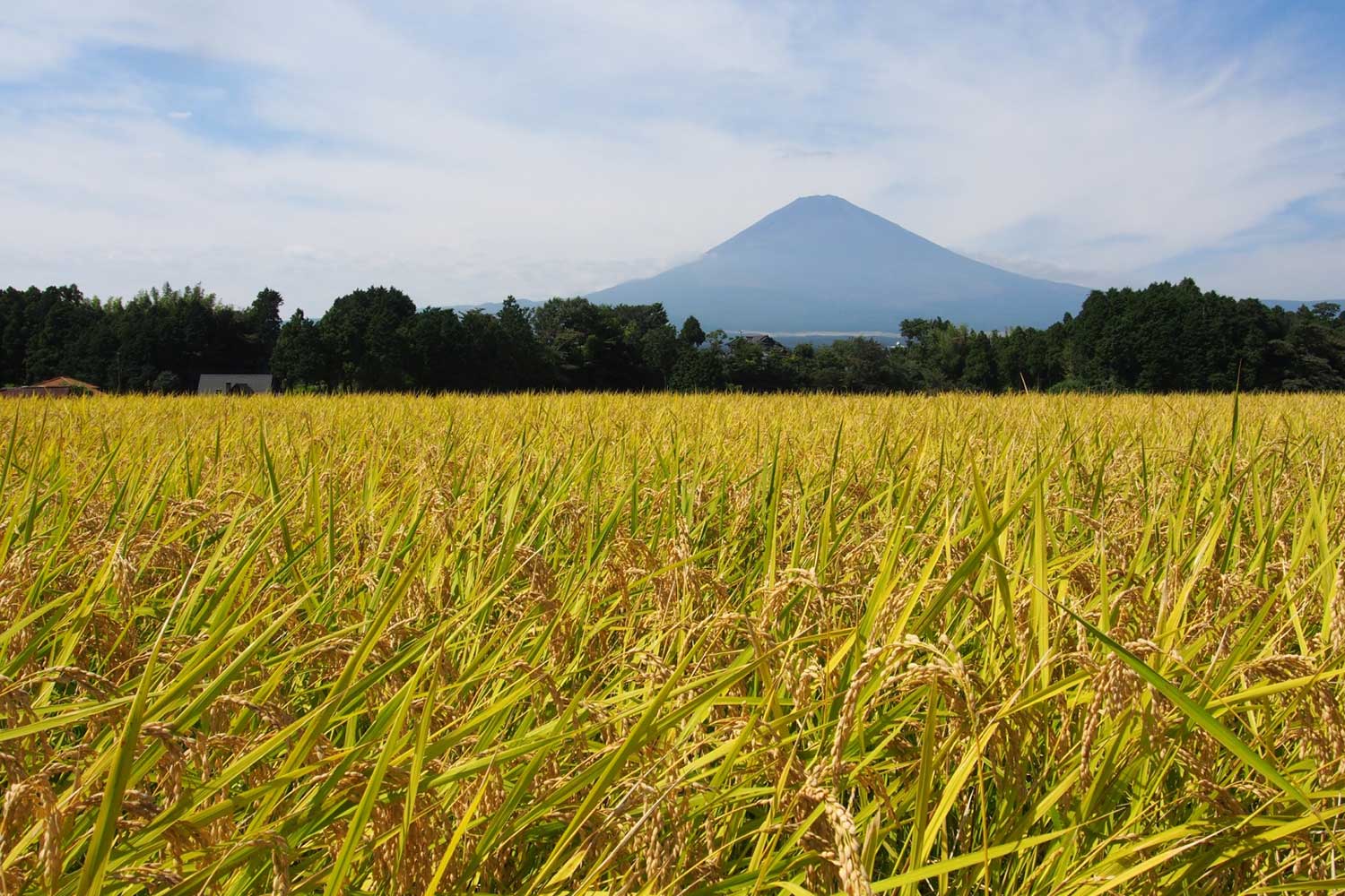 富士山稲穂御殿場